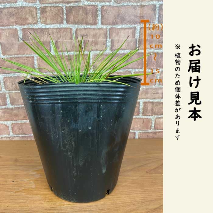 Amazon.co.jp: 庭木 苗木 ユッカ リネアリフォリア 21cmポット
